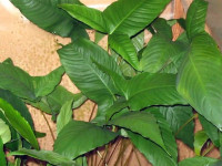 Снимка на Anubias gilletii